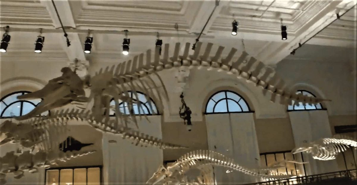 Lighting the Whale Room