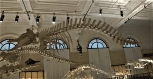 Lighting the Whale Room