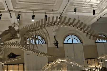 Lighting the ‘Whale Room’