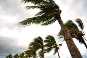 Windy Palm Trees