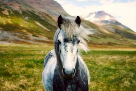 Kids and Animals, Oh My: Working with Child Actors and Wild Animals on the Set
