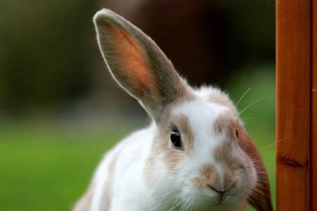 Step Away from That Rabbit Hole, and Write Now!