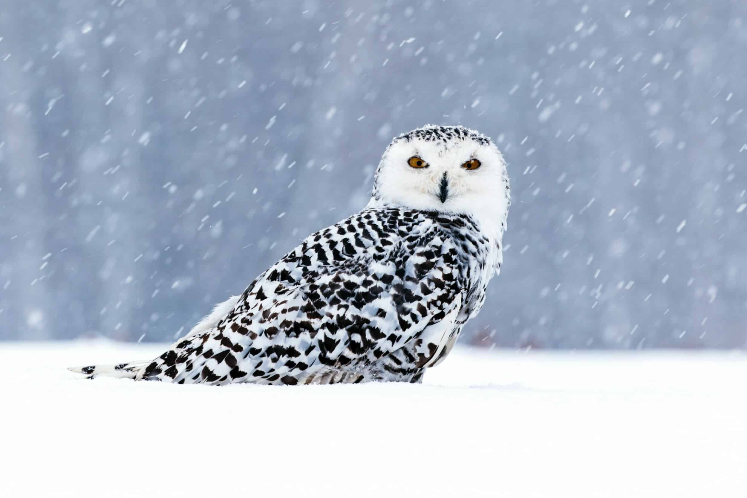 Zdeněk Macháček. Winter Photography.